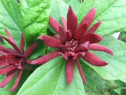 Image de Calycanthus floridus L.