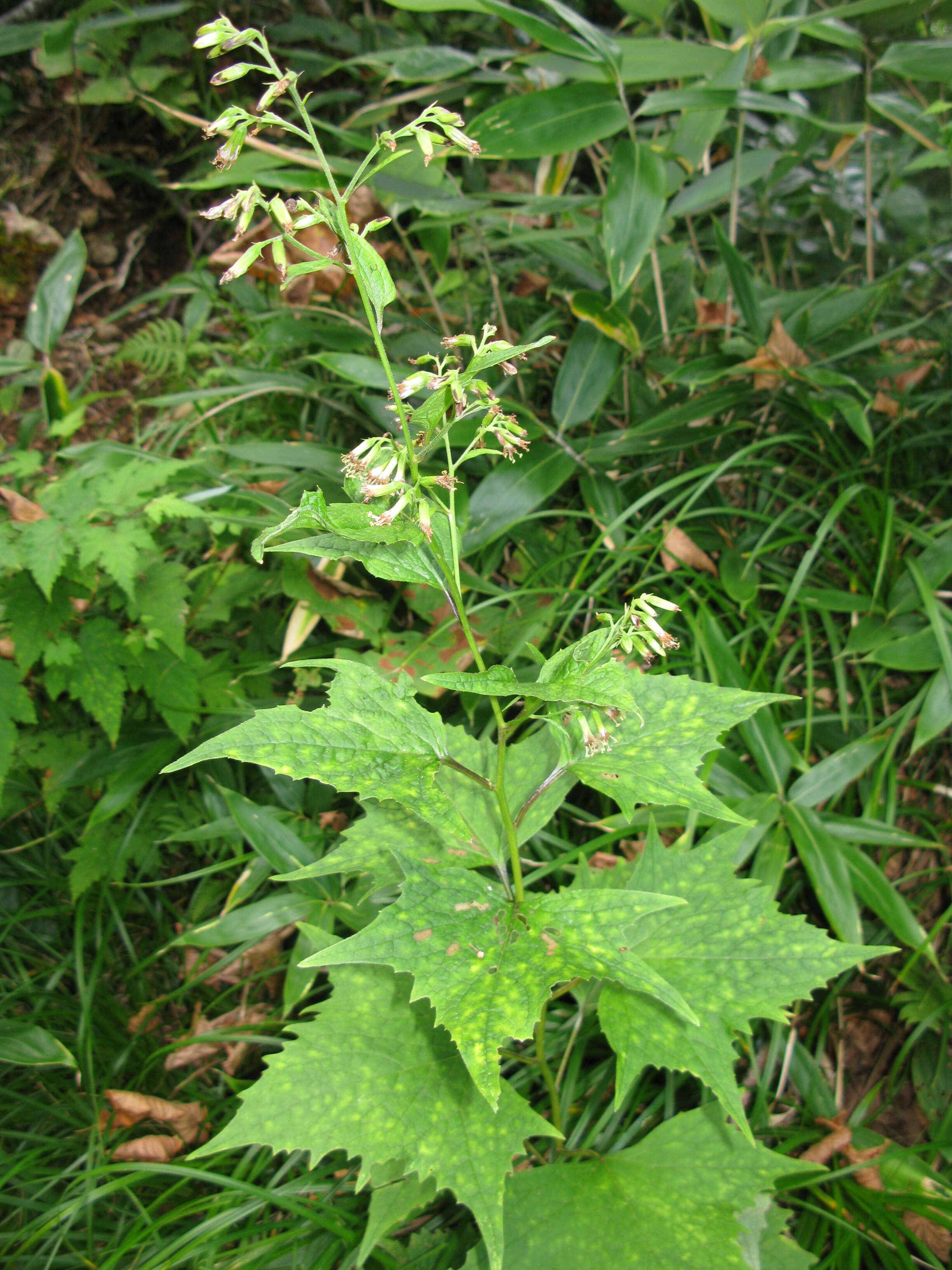 Image of Indian plantain