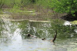 Image of slider turtle, red-eared terrapin, red-eared slider