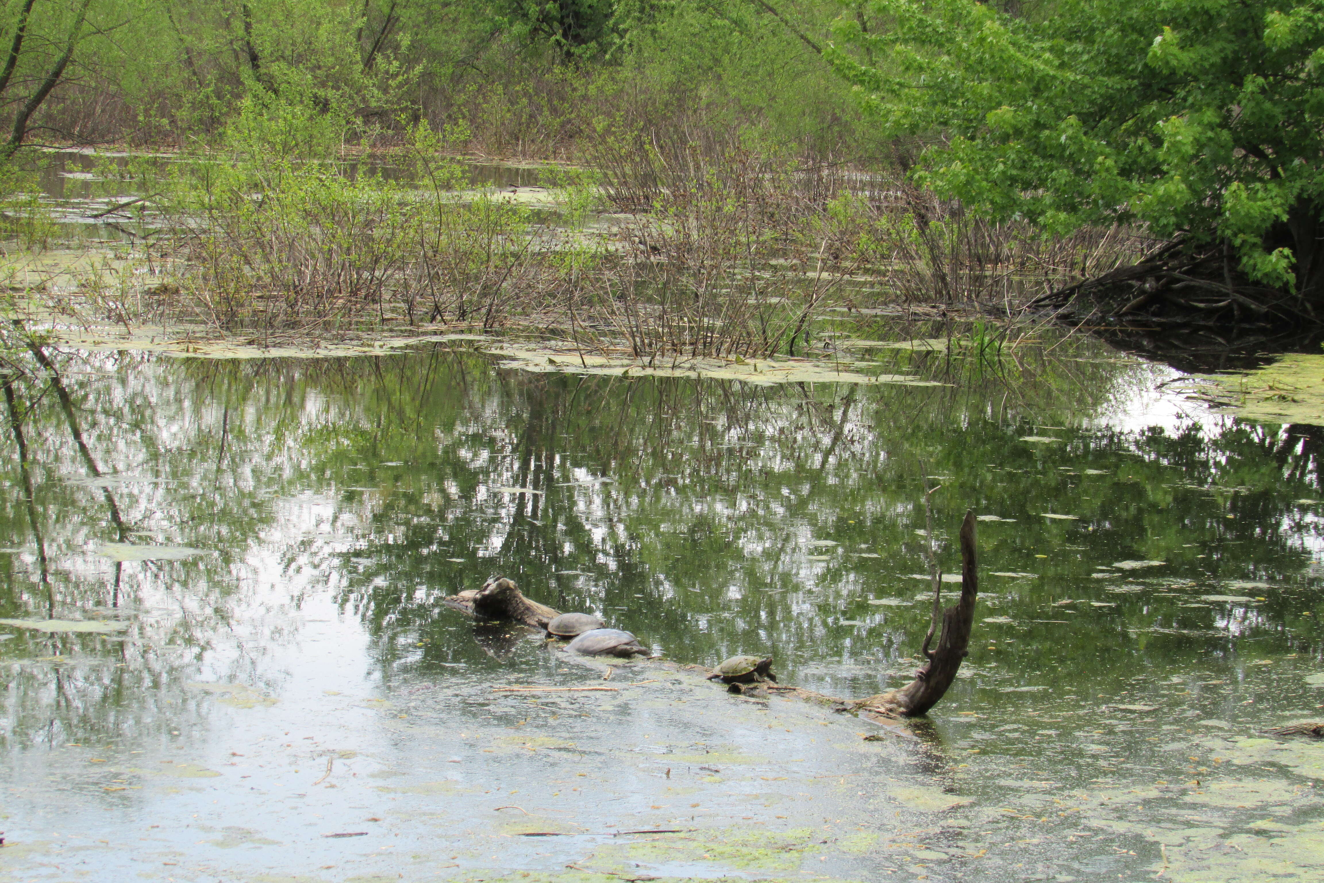 Image of slider turtle, red-eared terrapin, red-eared slider