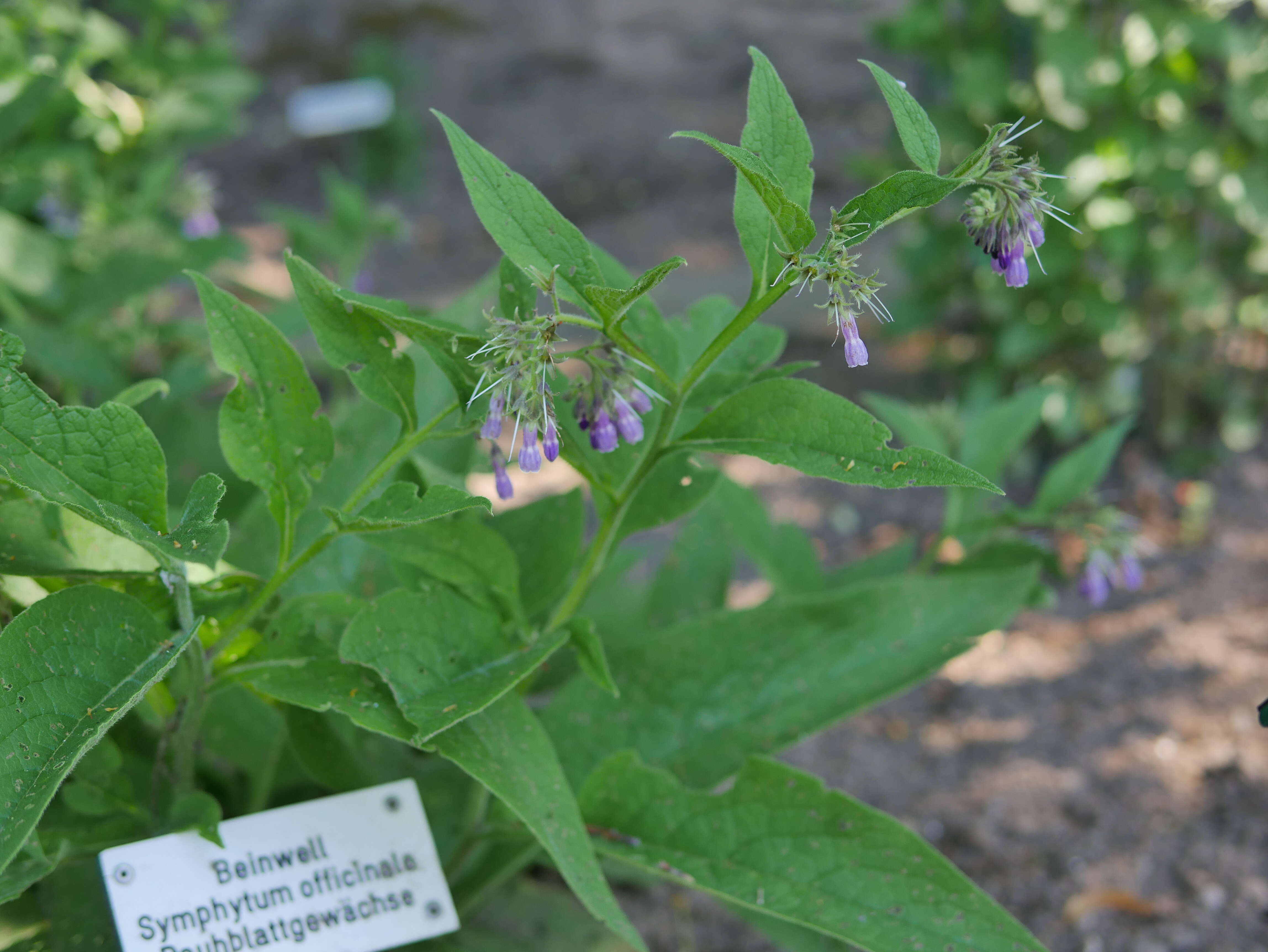 Image of boneset