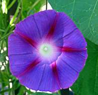 Image of tall morning-glory