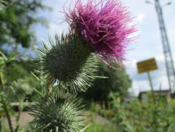 Image of Spear Thistle