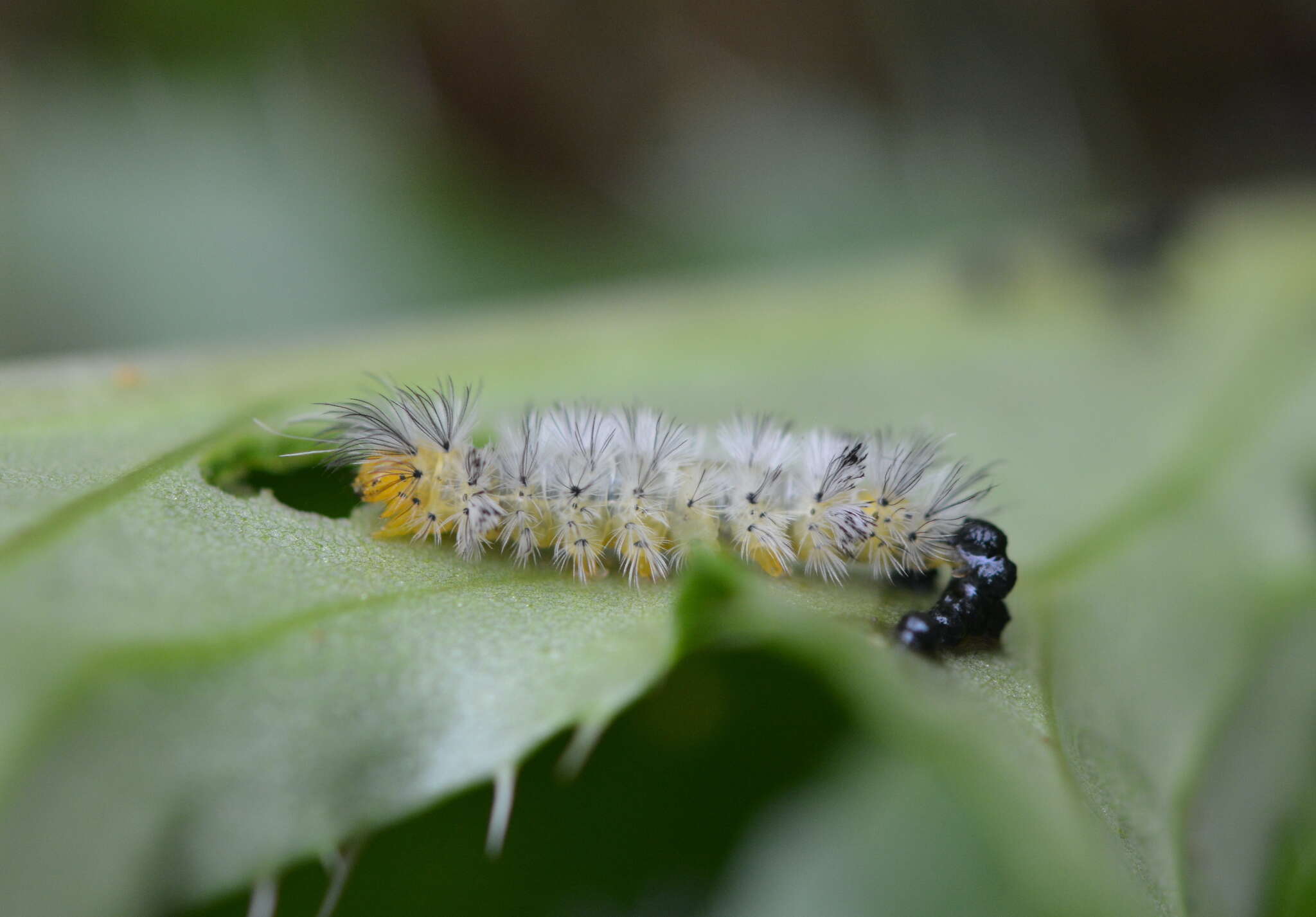 Слика од Cosmosoma myrodora Dyar 1907