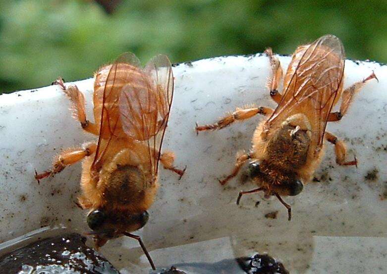 Image of stingless bee