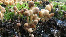 Image of Trooping Inkcaps