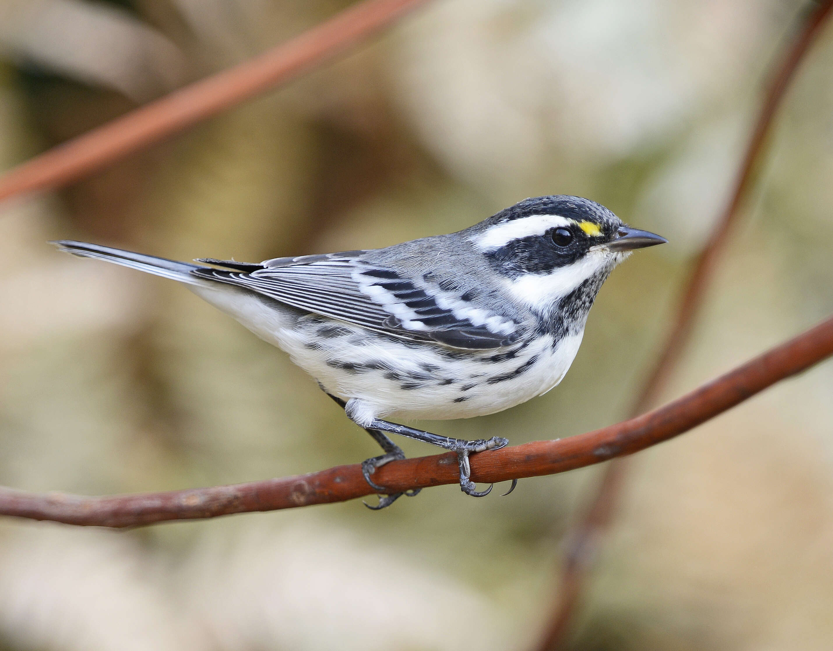 Image of Black-throated Grey Warbler