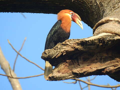 Image of Narcondam Hornbill