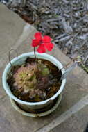 Image of Pinguicula laueana F. Speta & F. Fuchs