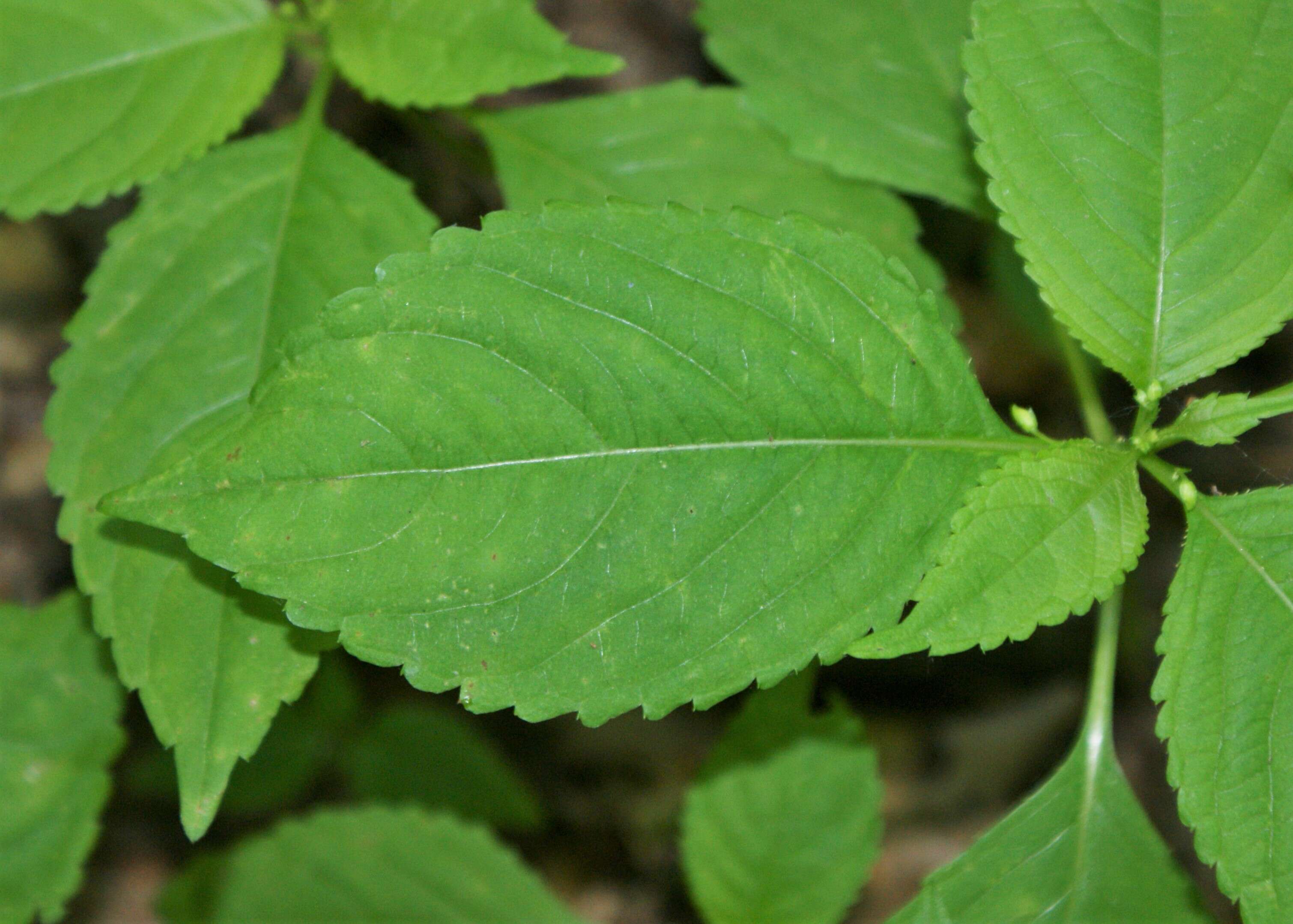 Image of small balsam