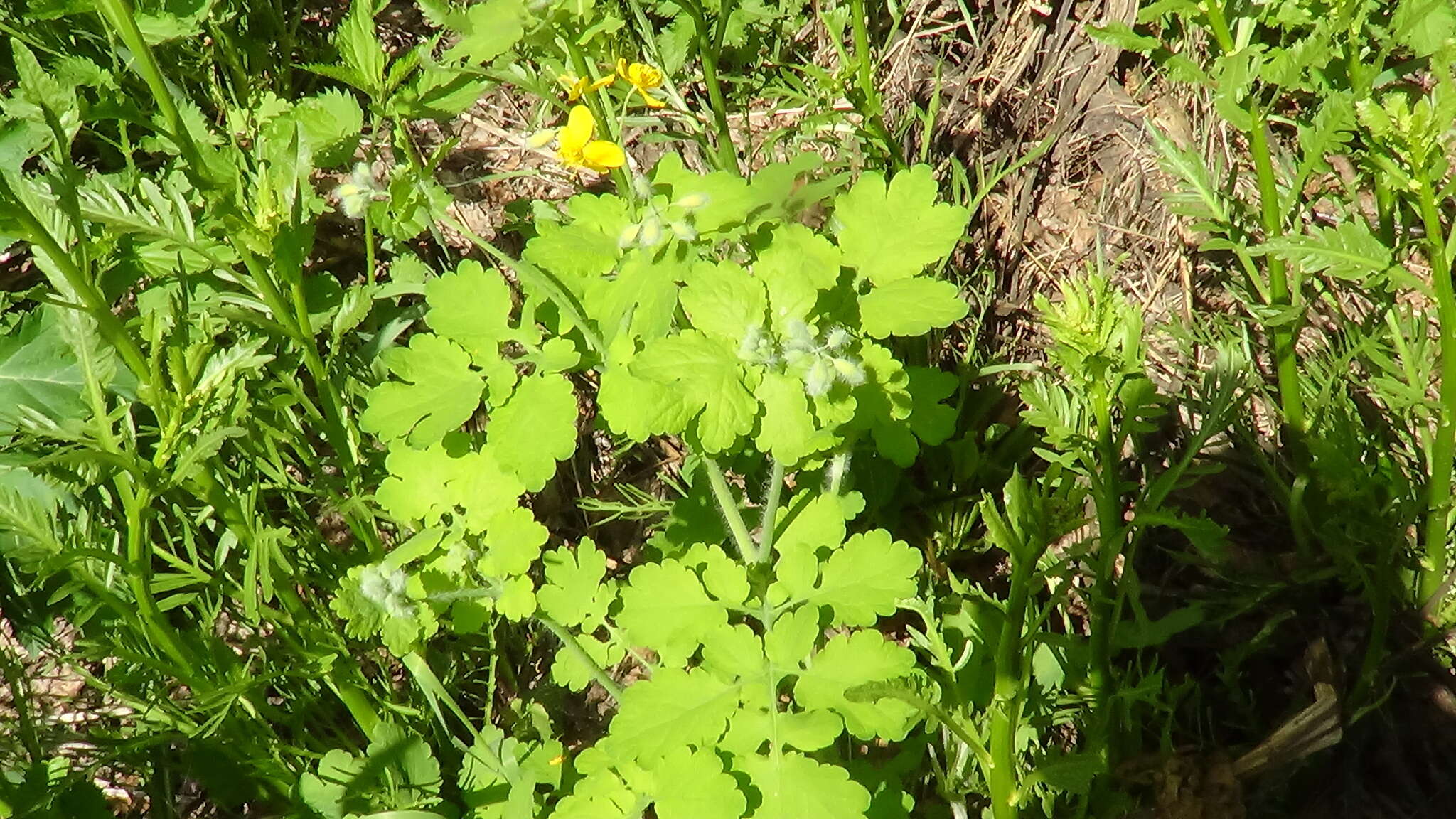 Image of celandine