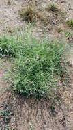 Image of spotted knapweed