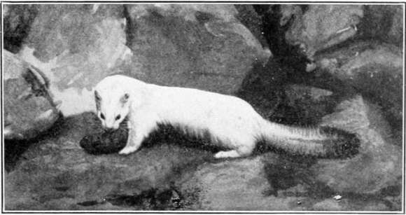 Image of ermine