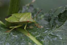 Image of Green shield bug