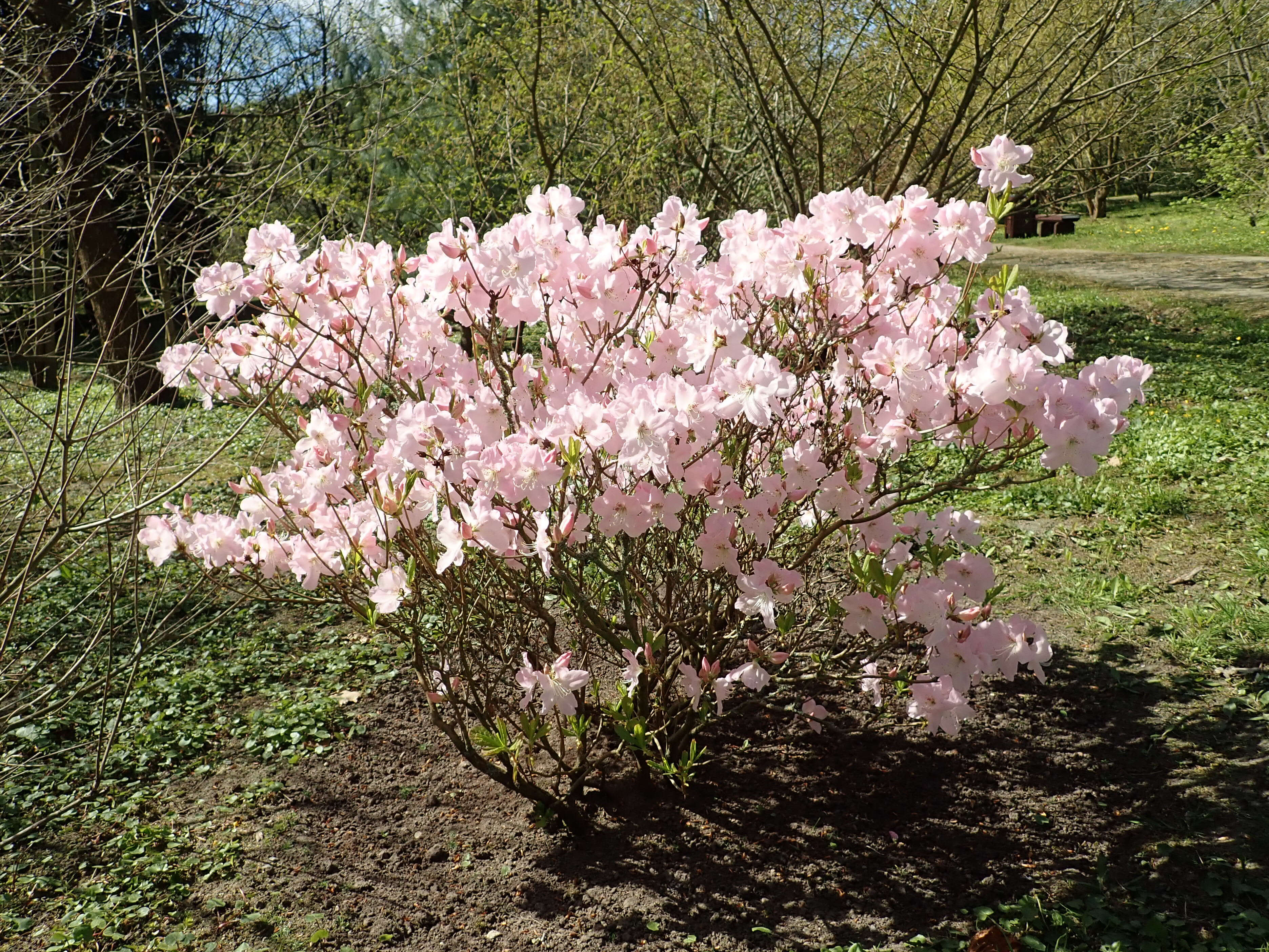 Image of Rhododendron schlippenbachii Maxim.