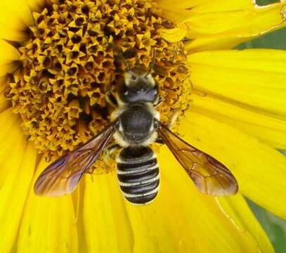 Image of Hostile Leaf-cutter Bee