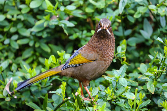 Image of White-whiskered Laughingthrush