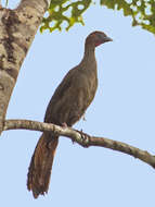 Ortalis motmot (Linnaeus 1766) resmi