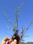 Image of Cheilanthes austrotenuifolia H. M. Quirk & T. C. Chambers