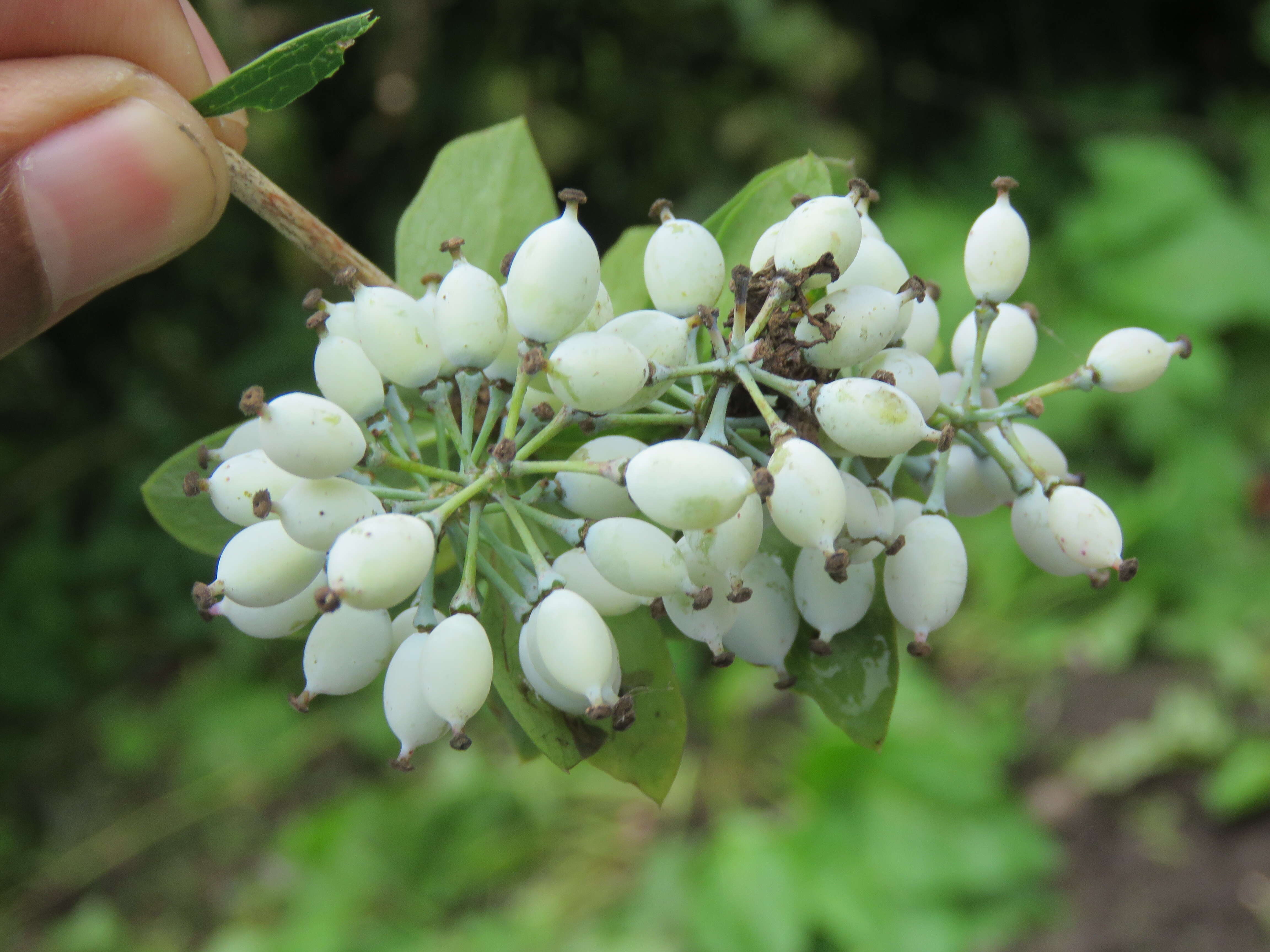 Image of Berberis aristata DC.