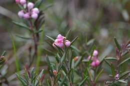 Image of bog rosemary