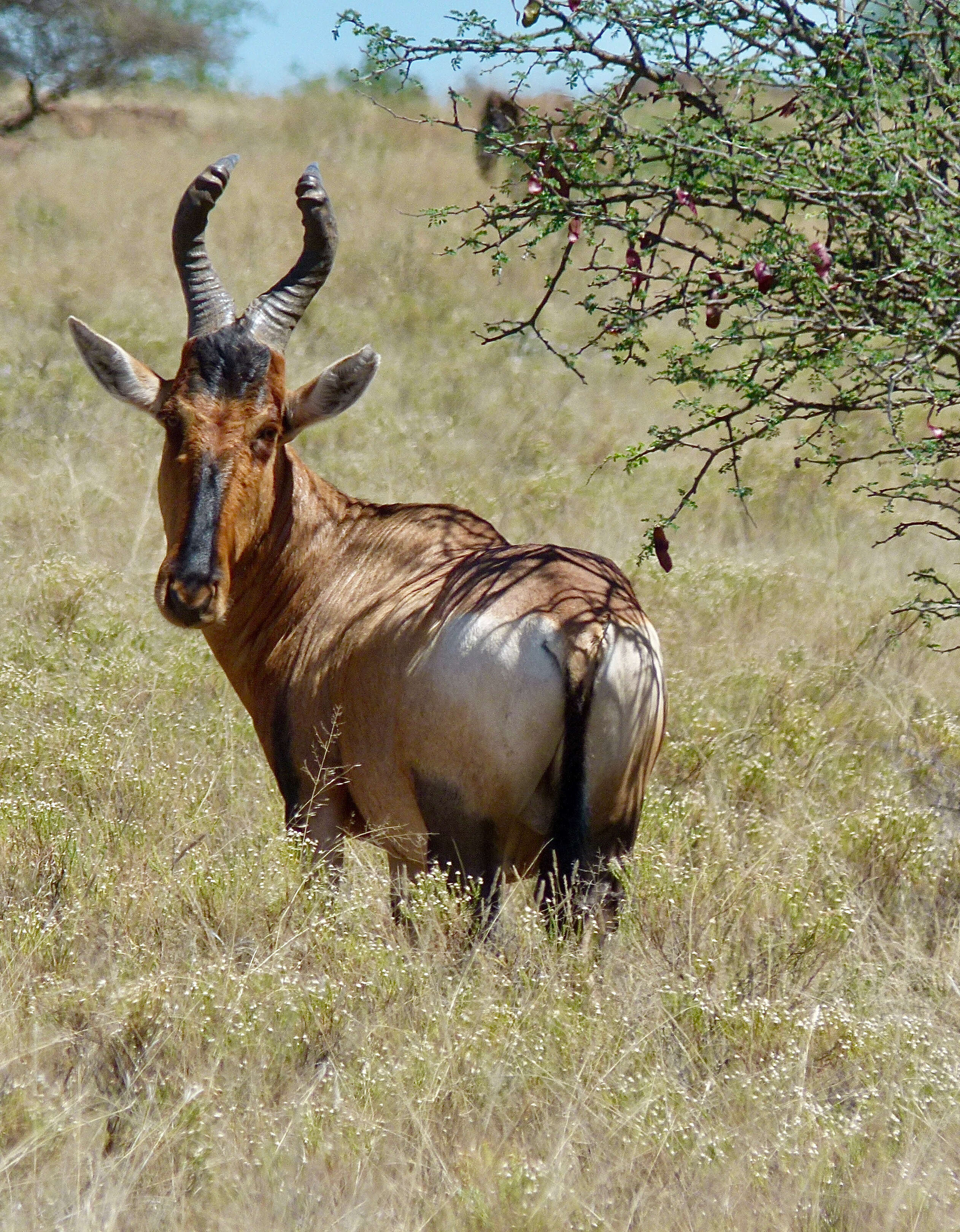 Image of Hartebeest