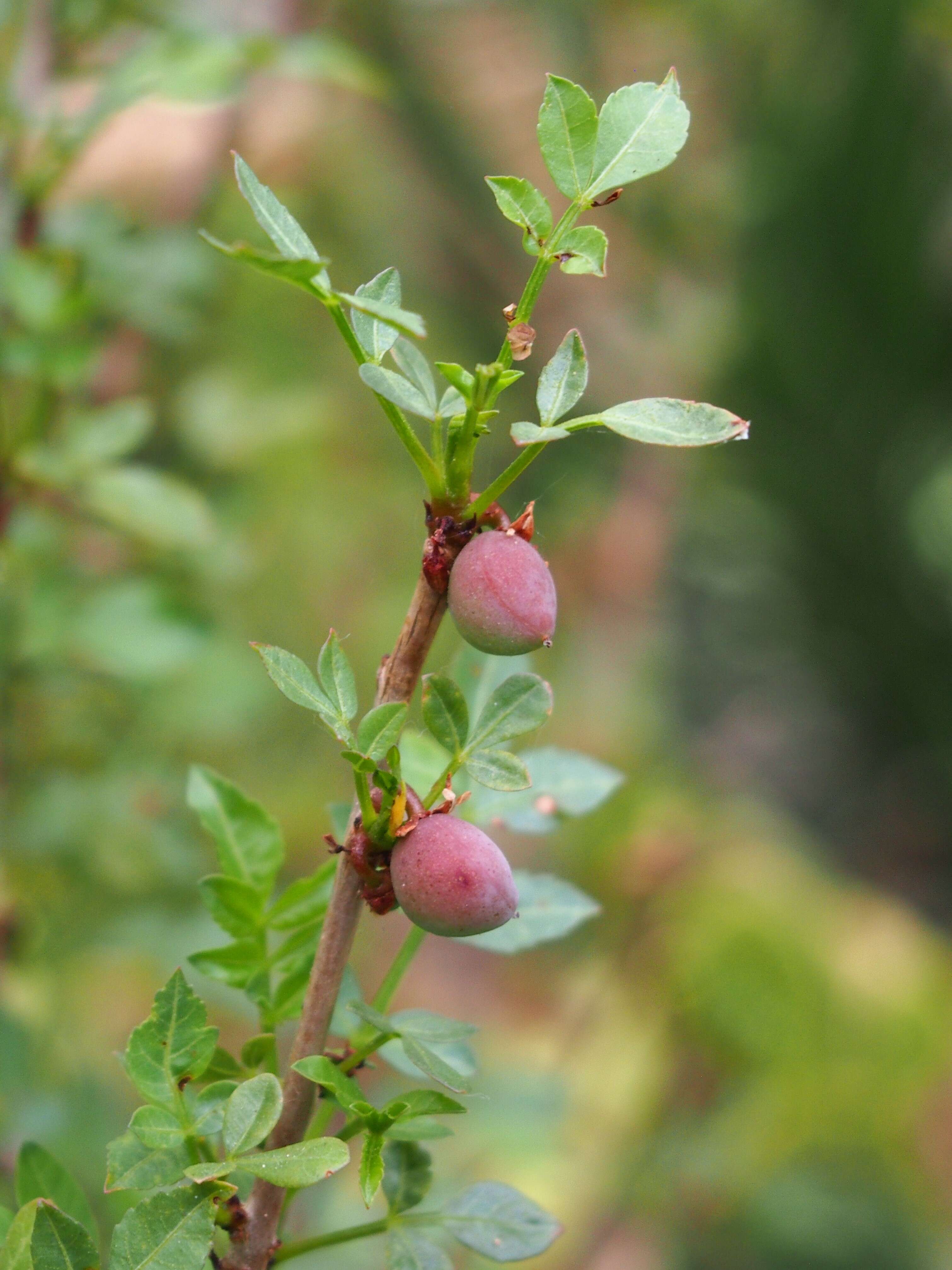 Image of fragrant bursera