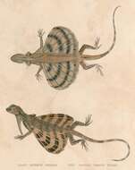Sivun Draco quinquefasciatus Hardwicke & Gray 1827 kuva