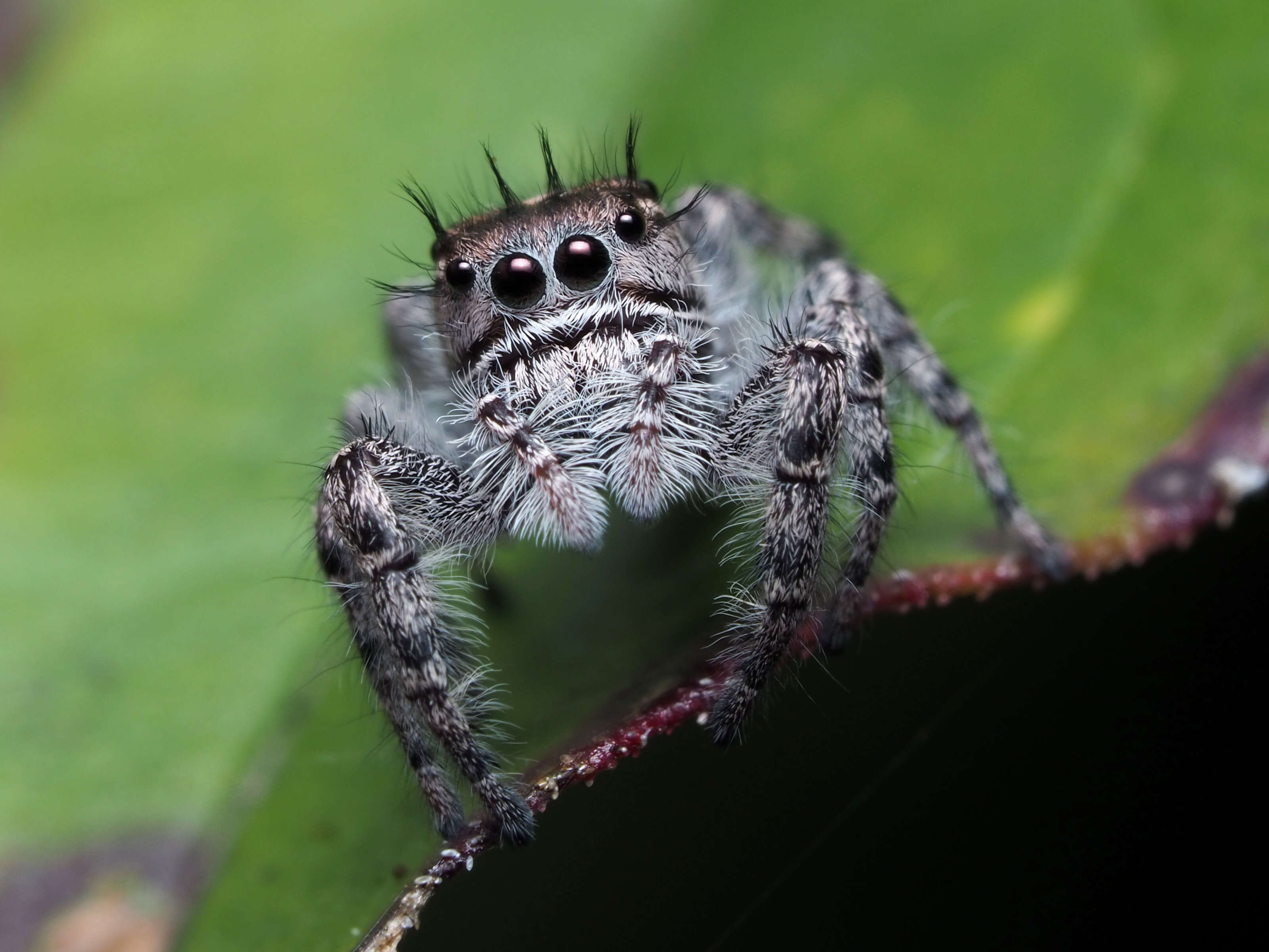 Image of Phidippus putnami (Peckham & Peckham 1883)