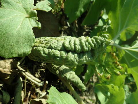 Image of Bog rhubarb