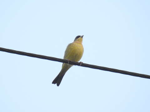 Image of Black-headed Bunting