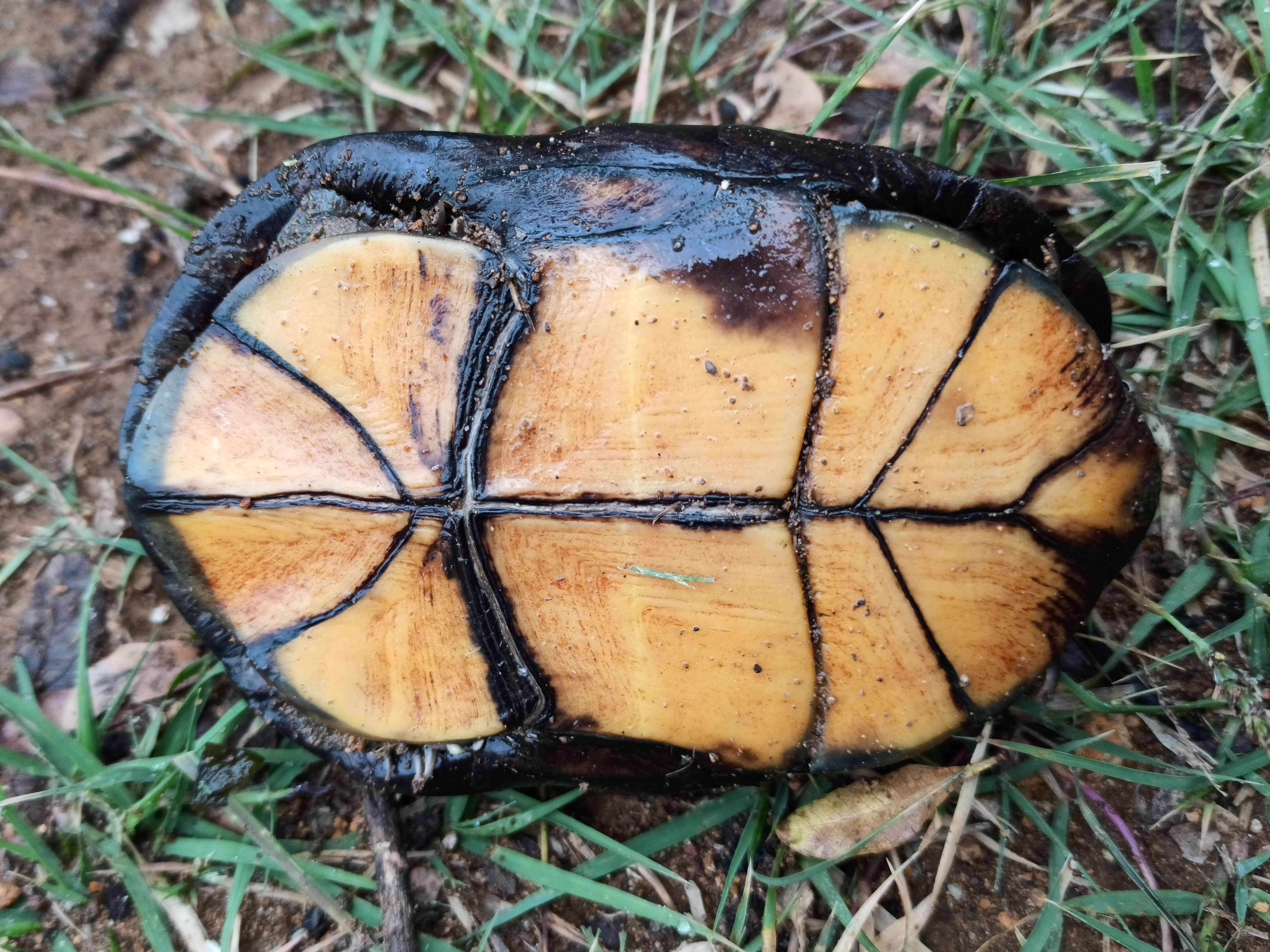 Image of Mexican Mud Turtle