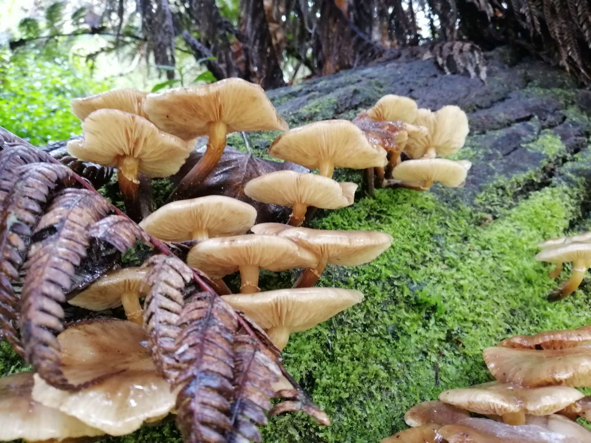 Image of Armillaria novae-zelandiae (G. Stev.) Boesew. 1977