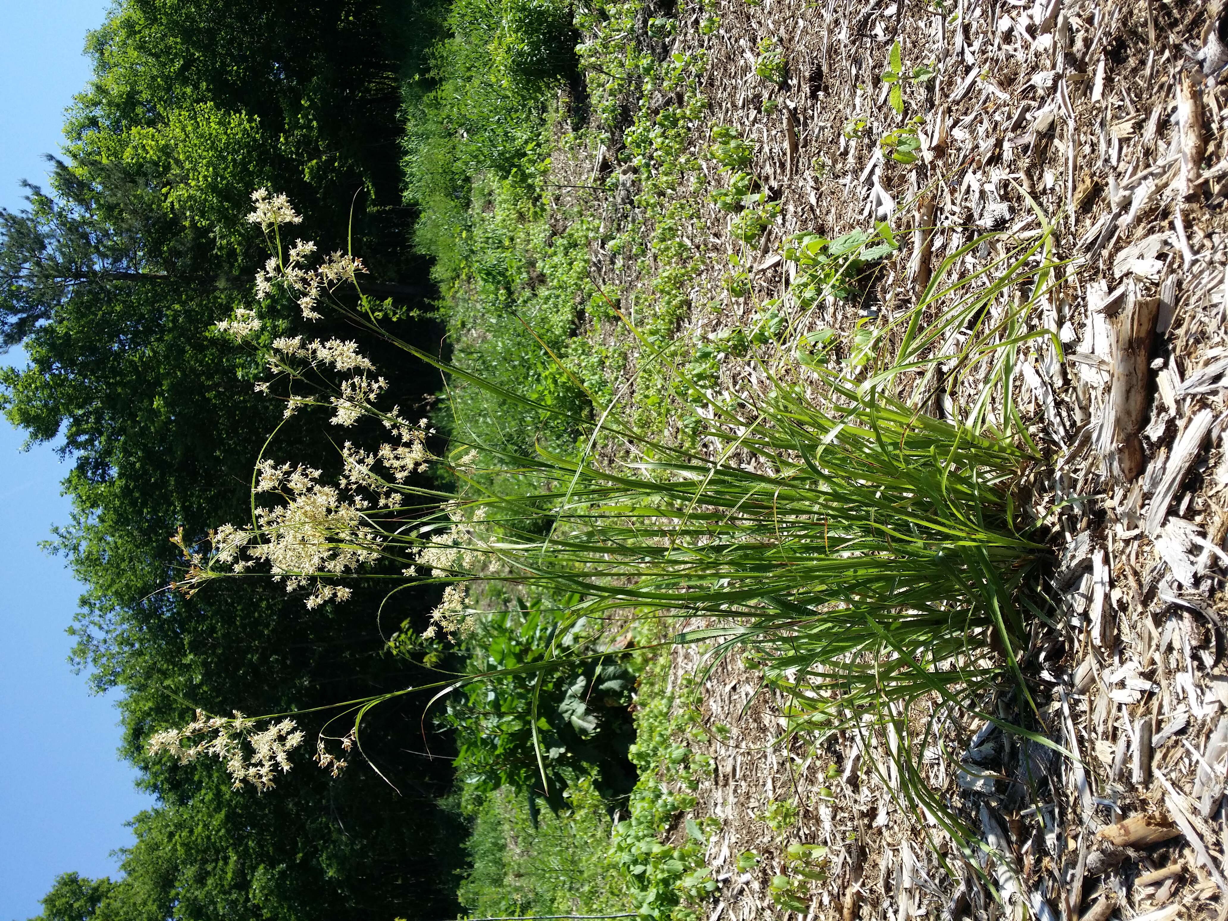 Image de Luzule blanchâtre