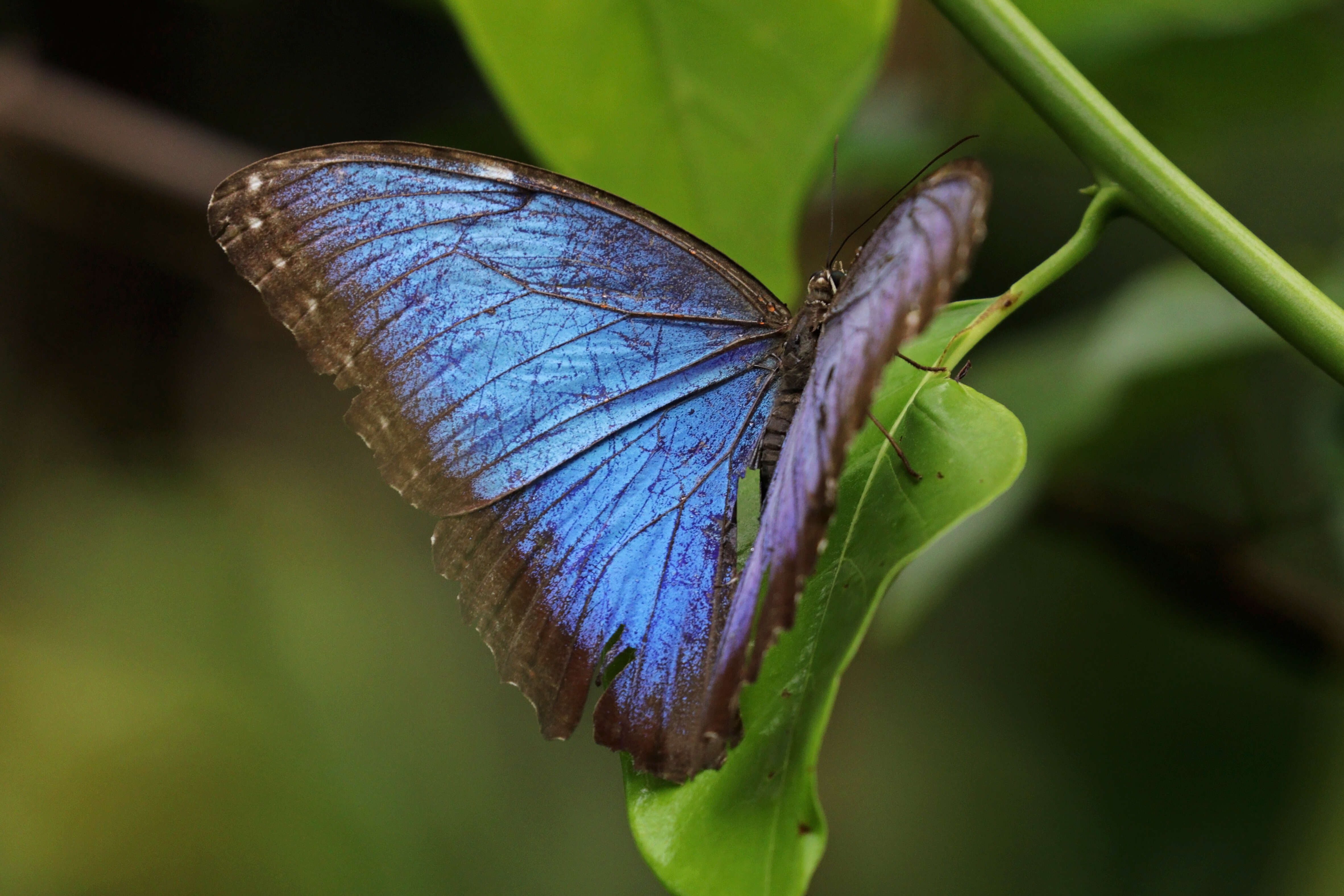 Morpho helenor Cramer 1782的圖片