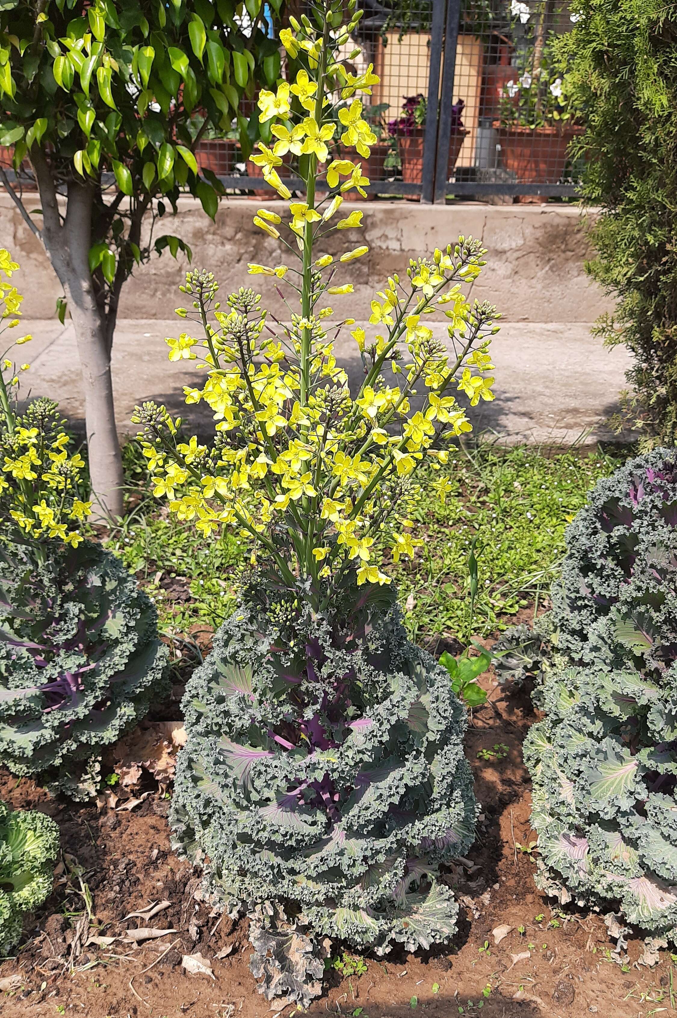 Image of Wild Mustard