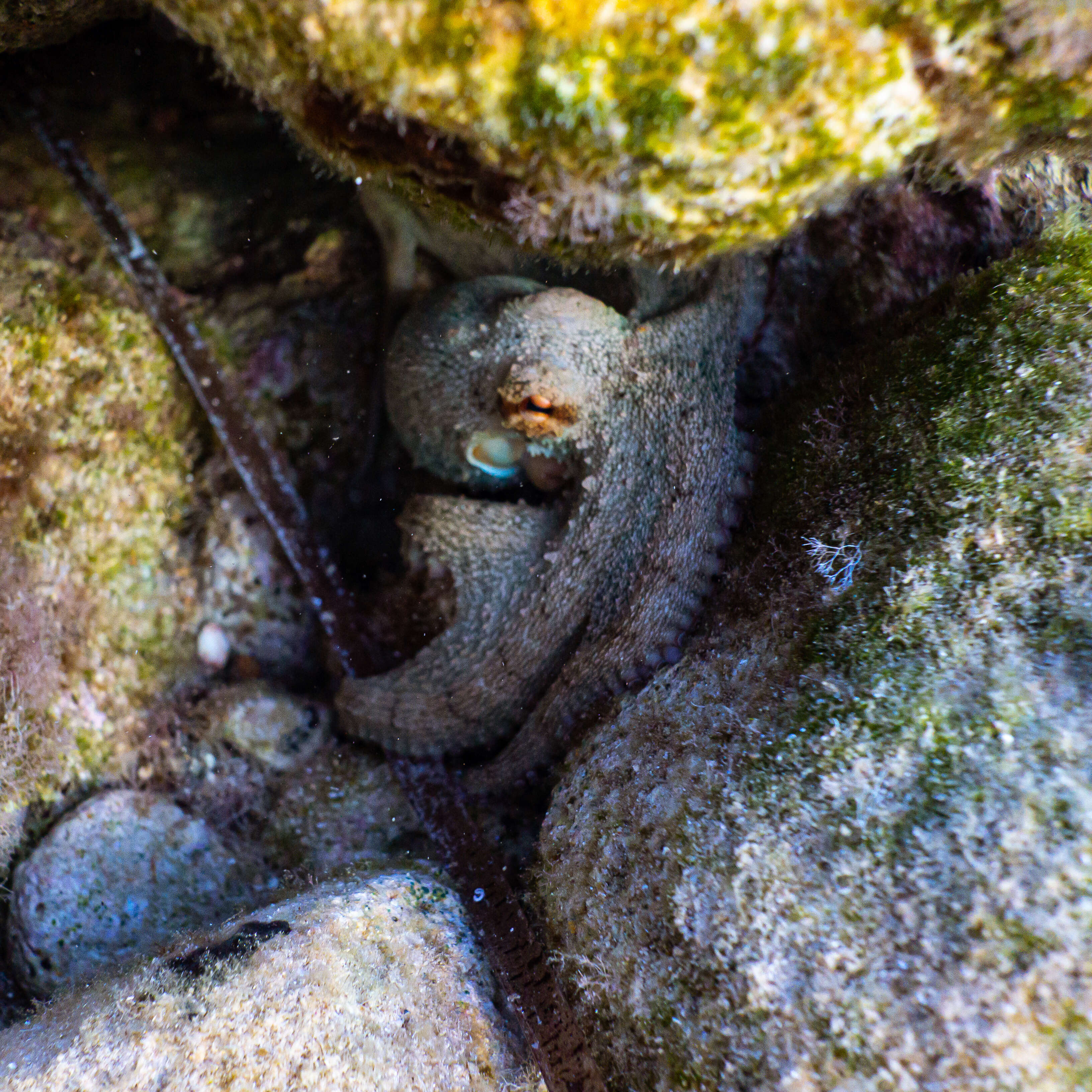 Image of rubble octopus