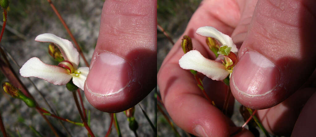 Image of Stylidium schoenoides DC.