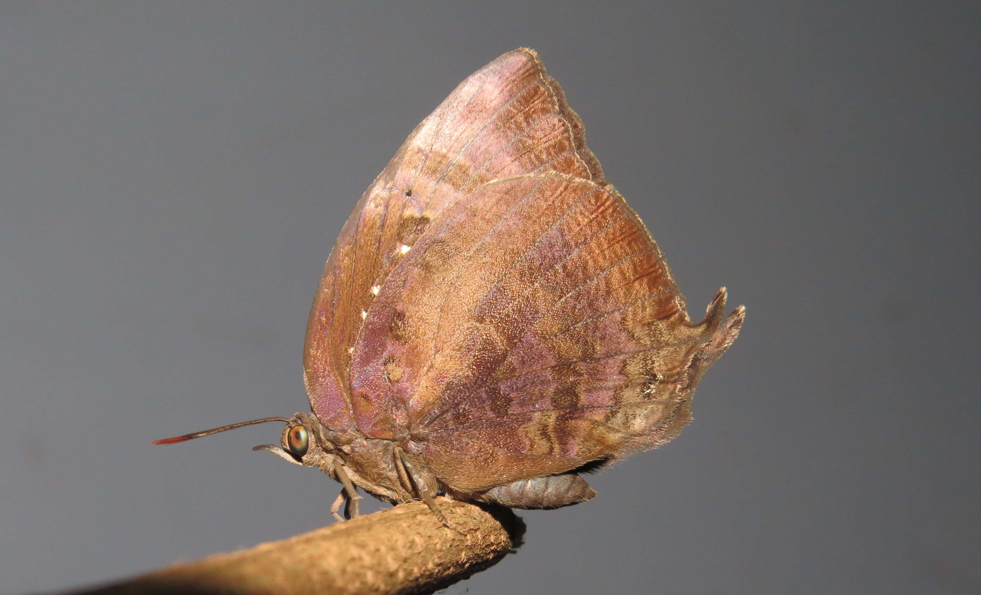 Plancia ëd Arhopala centaurus (Fabricius 1775)