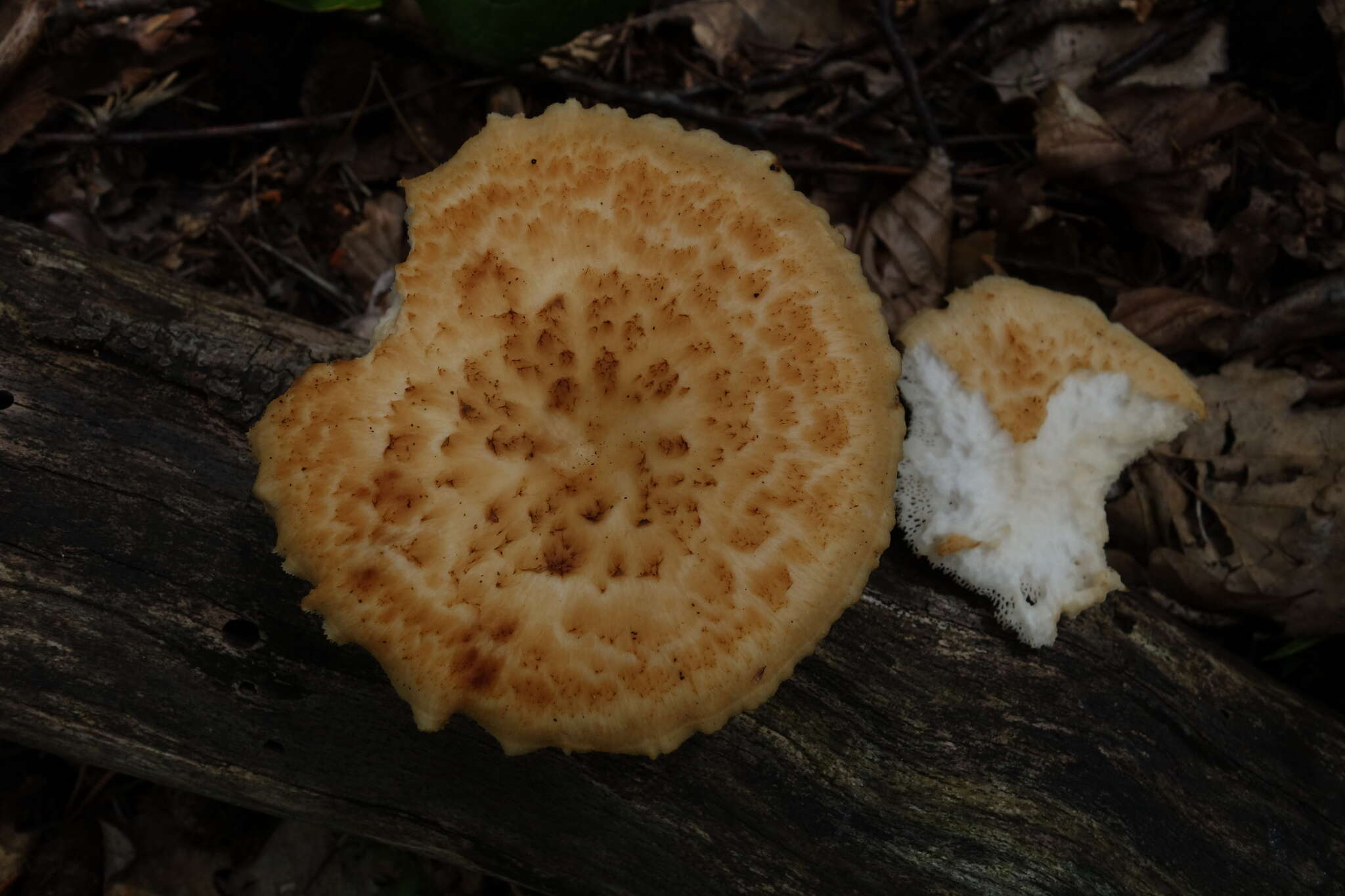 Image of Polyporus tuberaster (Jacq. ex Pers.) Fr. 1821