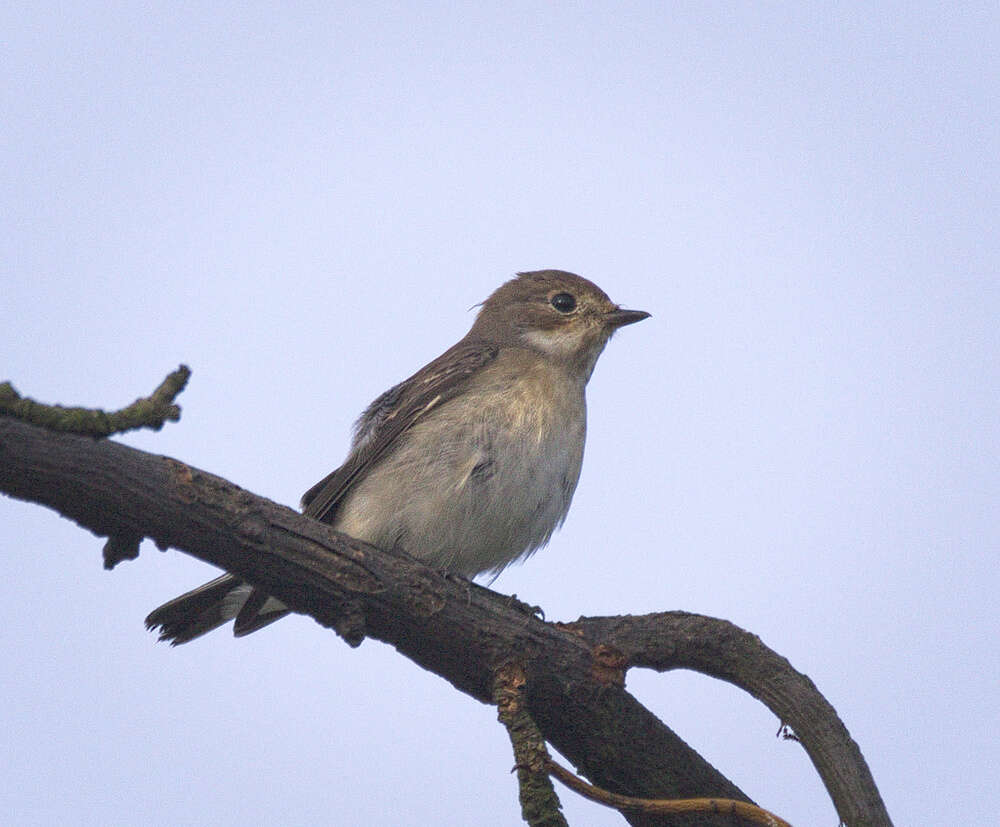 Plancia ëd Ficedula hypoleuca (Pallas 1764)