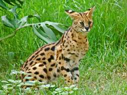 Image of Serval (cat)