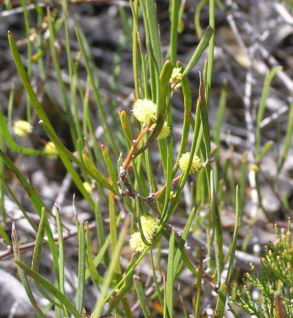 Image of Acacia granitica Maiden