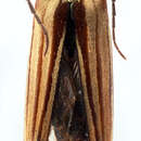 Image of Coptomma marrisi Song & Wang 2003