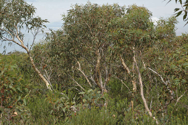 Image of scribbly gum