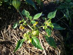 Image of Mexican groundcherry