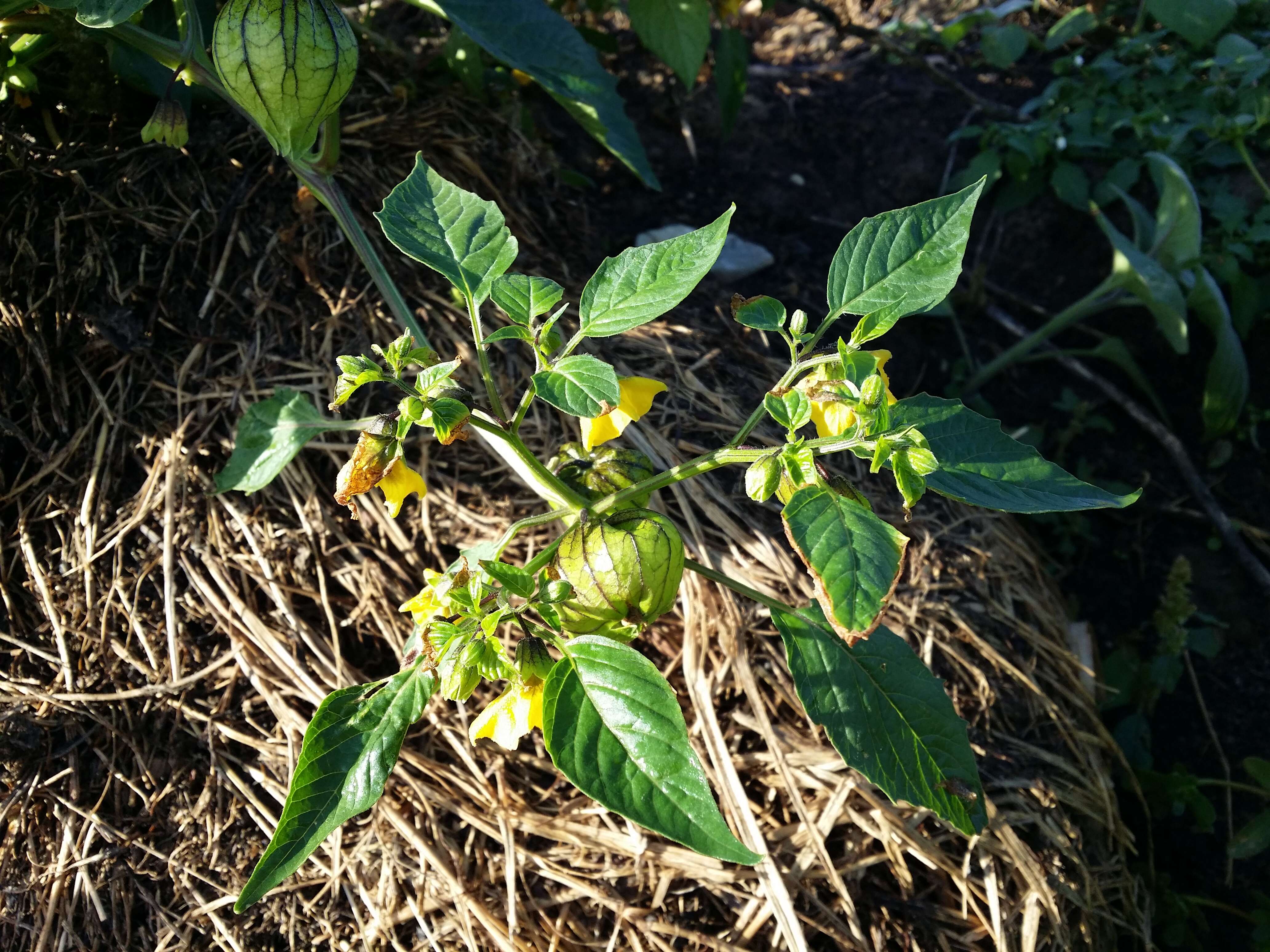 Image of Mexican groundcherry