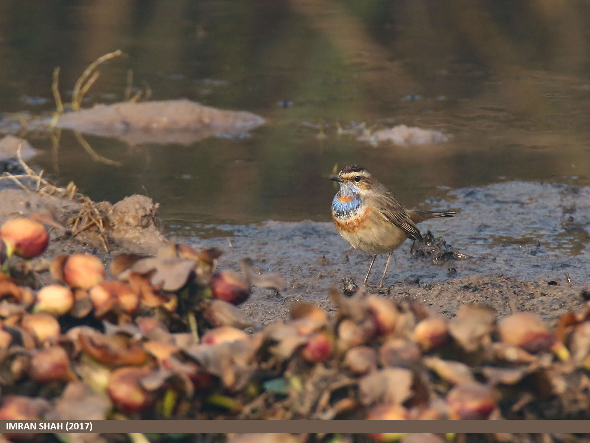 Image of Bluethroat