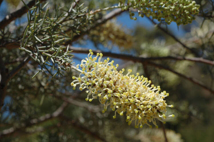 Image de Hakea ednieana Tate