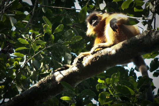 Trachypithecus pileatus (Blyth 1843) resmi